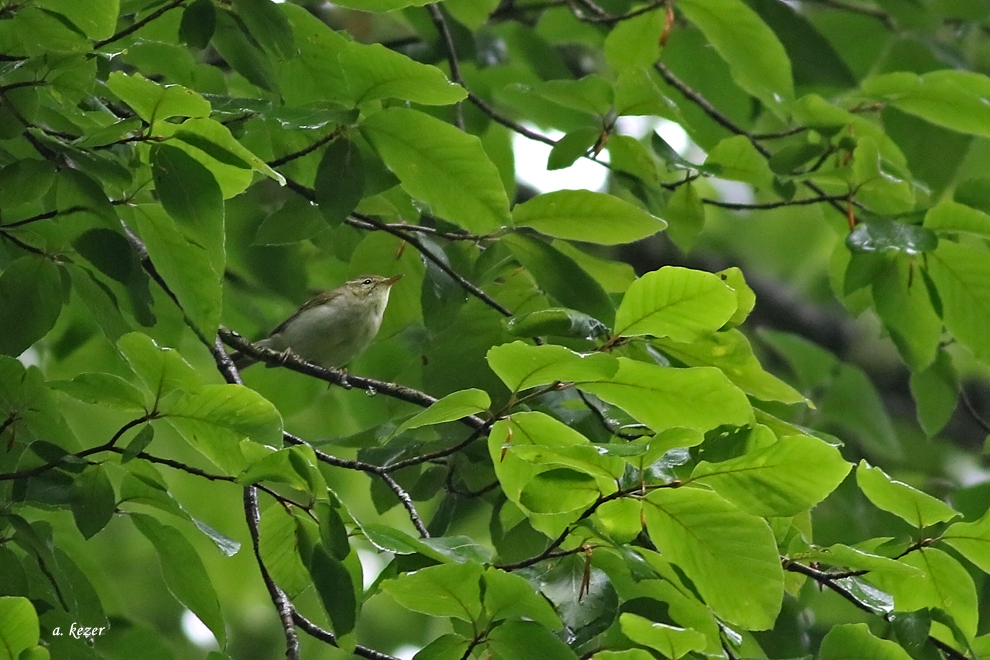 Green Warbler