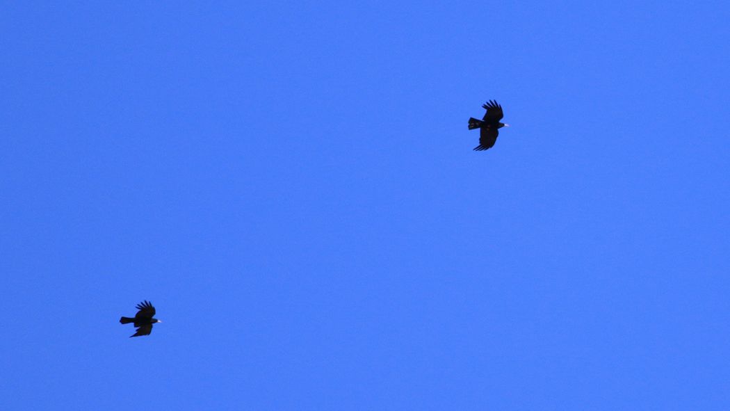 Alpine Chough