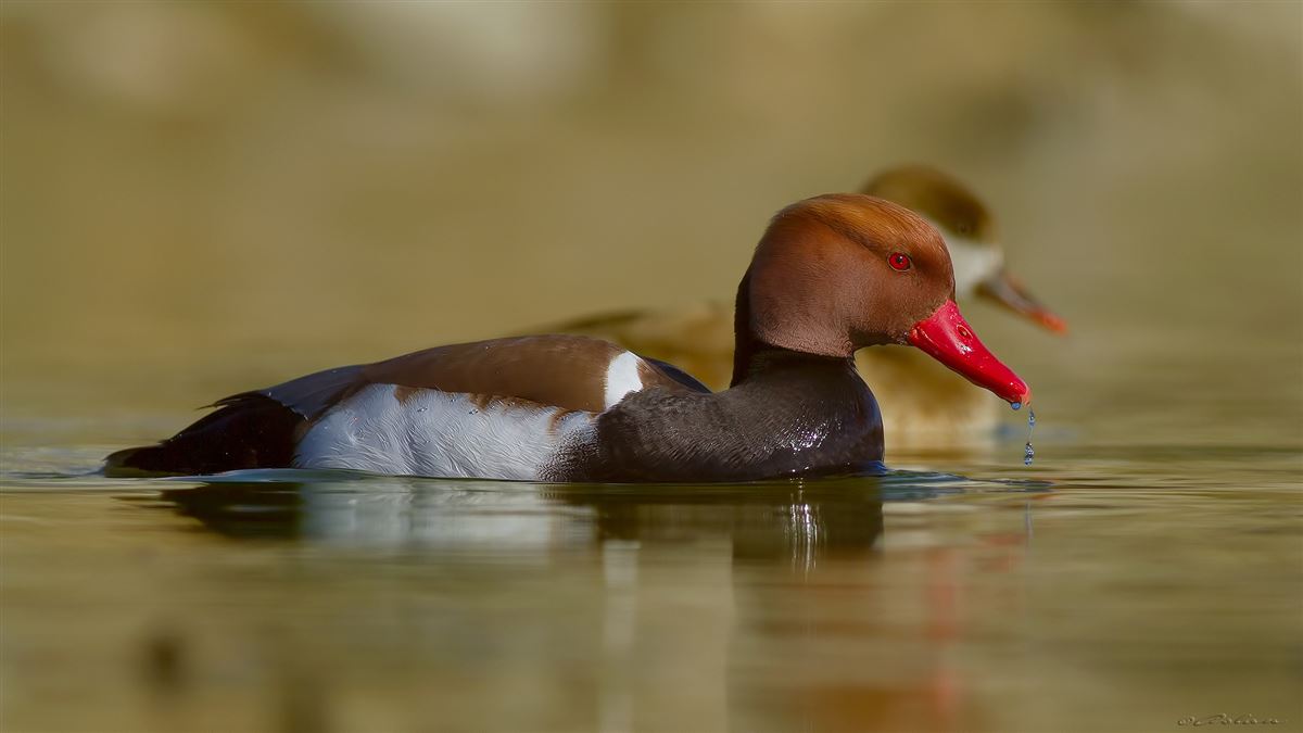 Red-crested Pochard
