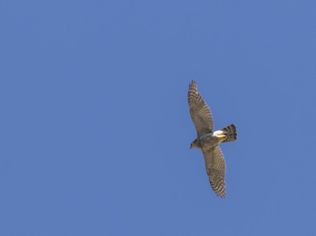 Eurasian Goshawk