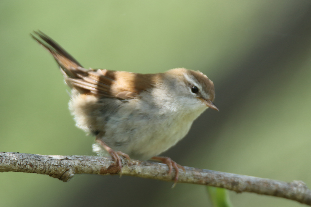 Cetti`s Warbler