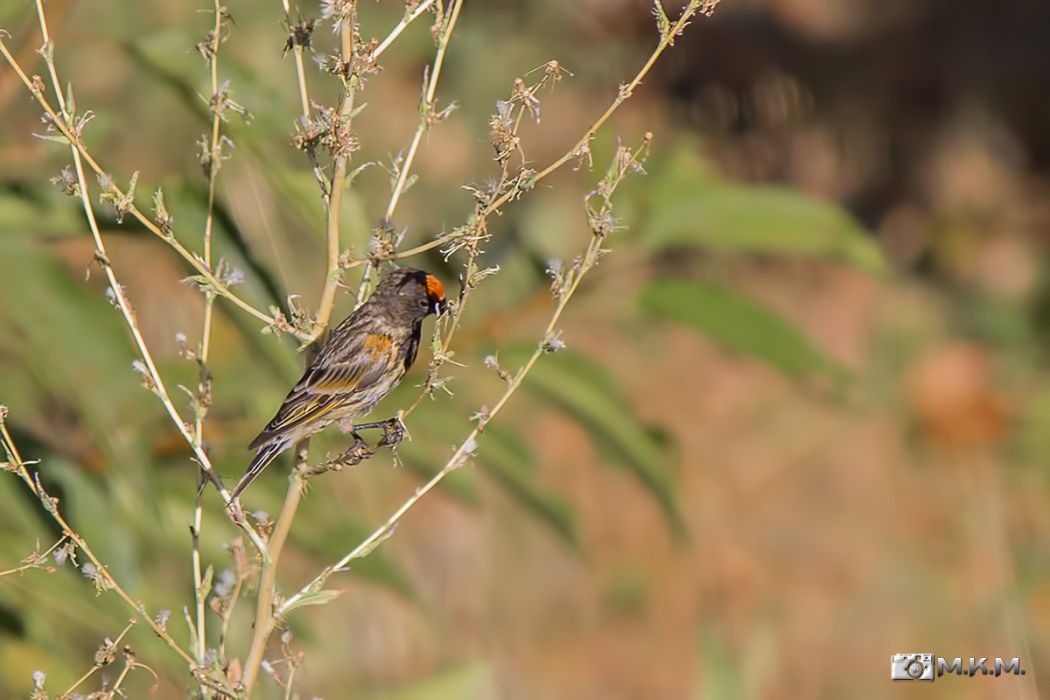 Red-fronted Serin