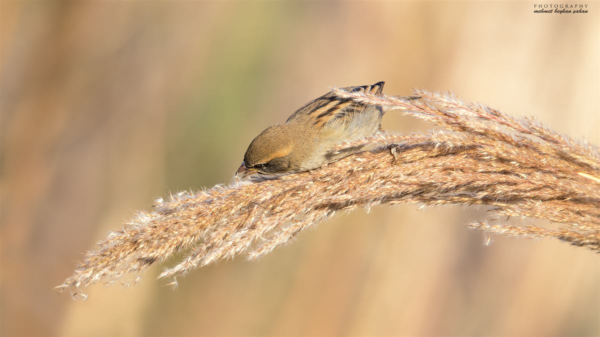 Dead Sea Sparrow