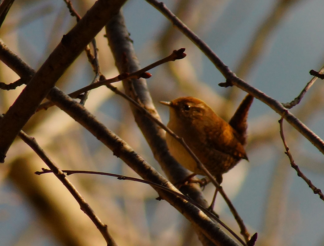 Eurasian Wren