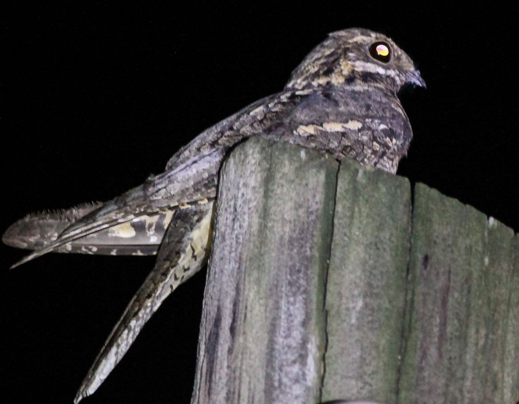 European Nightjar