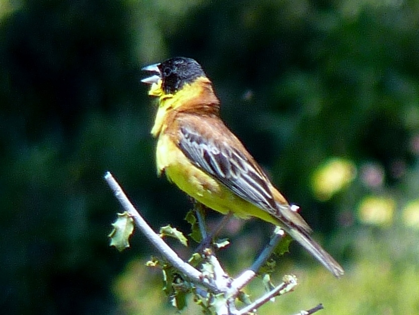 Black-headed Bunting