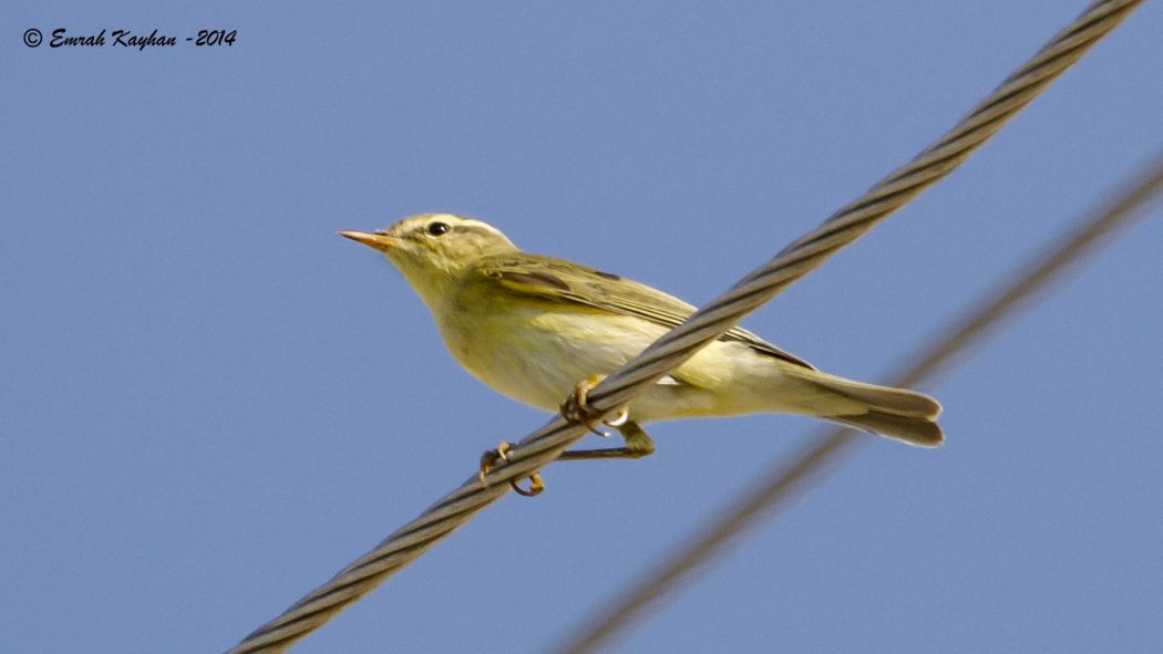 Willow Warbler