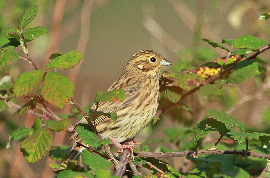 Cirl Bunting
