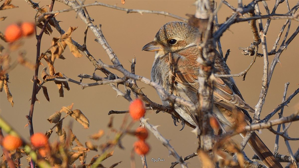 Red-backed Shrike