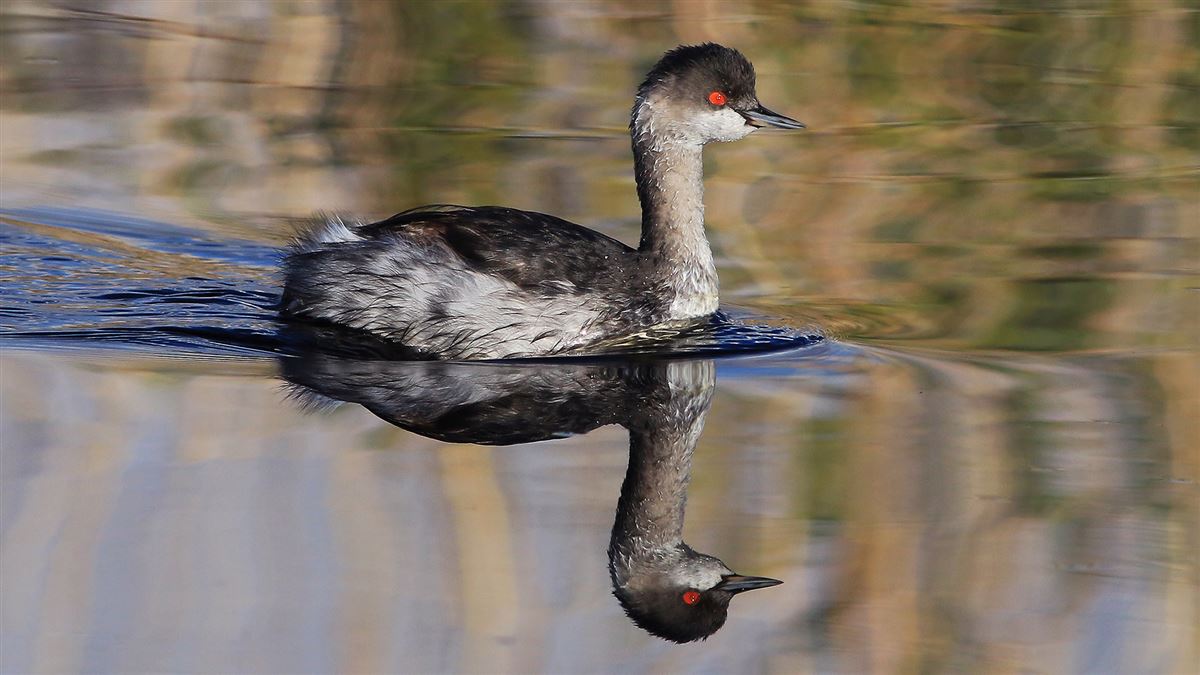 Black-necked Grebe