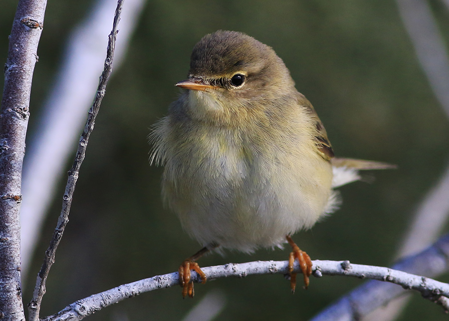 Willow Warbler