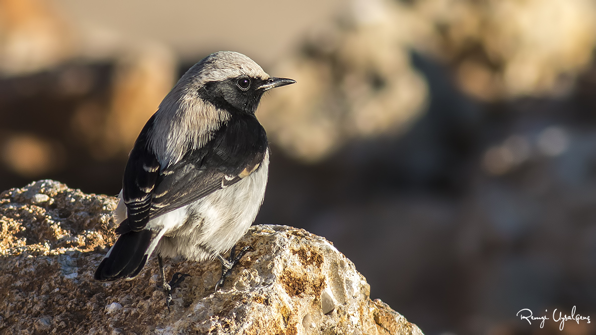 Finsch`s Wheatear