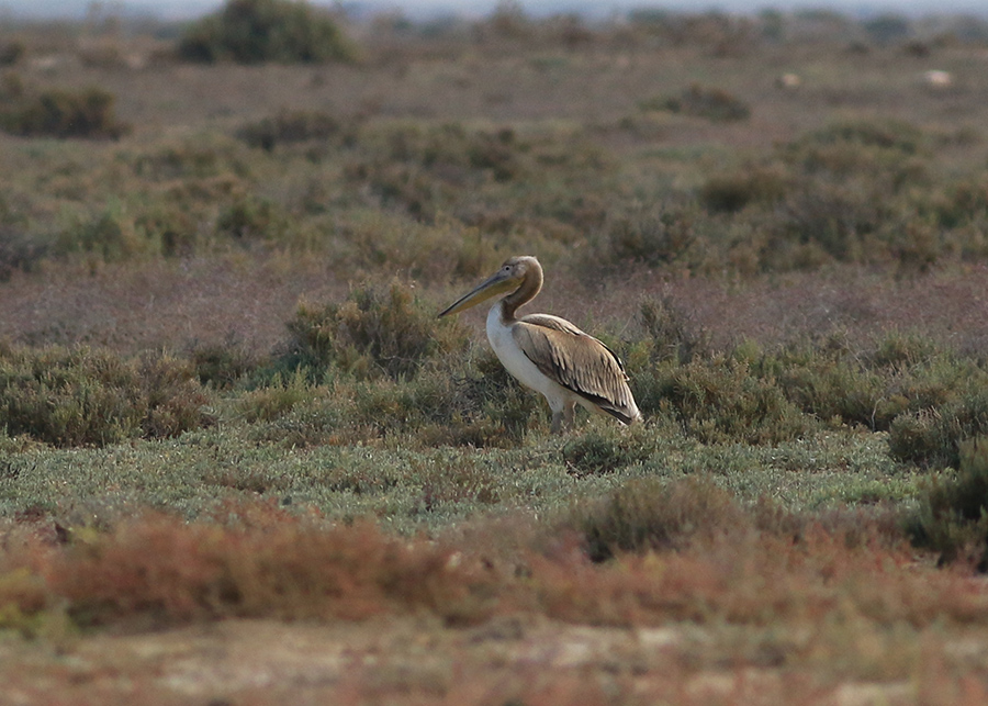 Great White Pelican