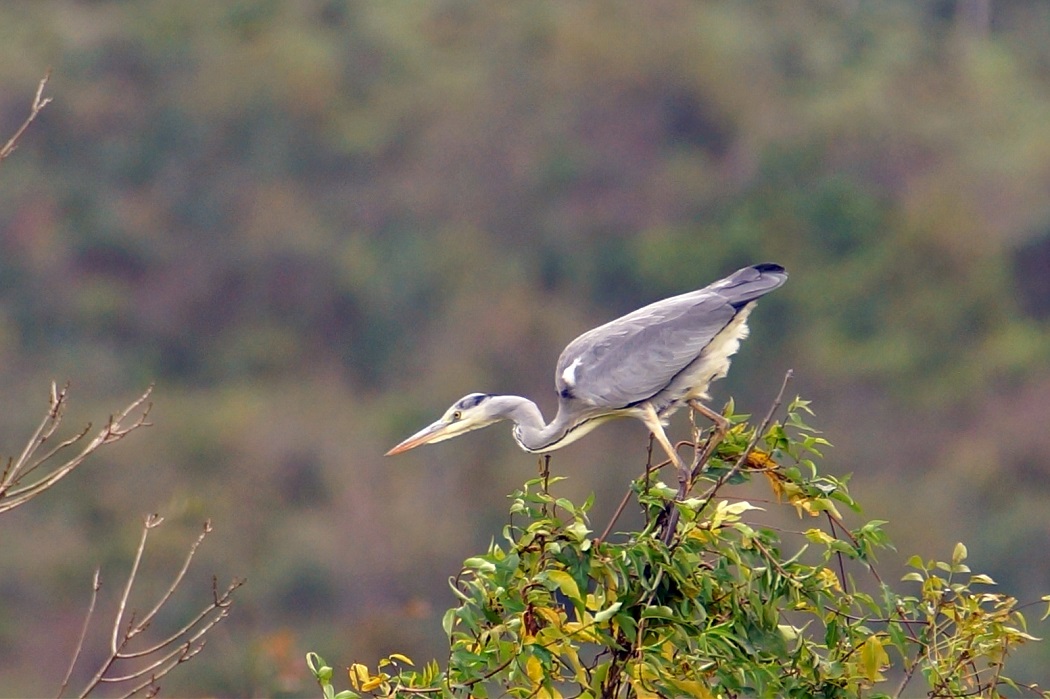 Grey Heron