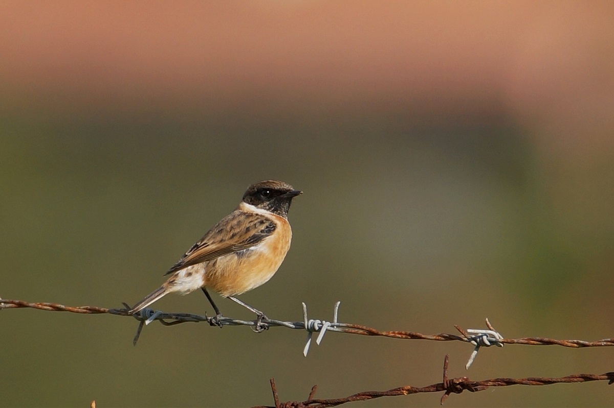 European Stonechat