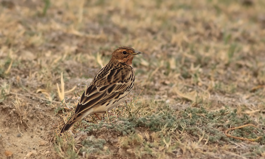 Red-throated Pipit