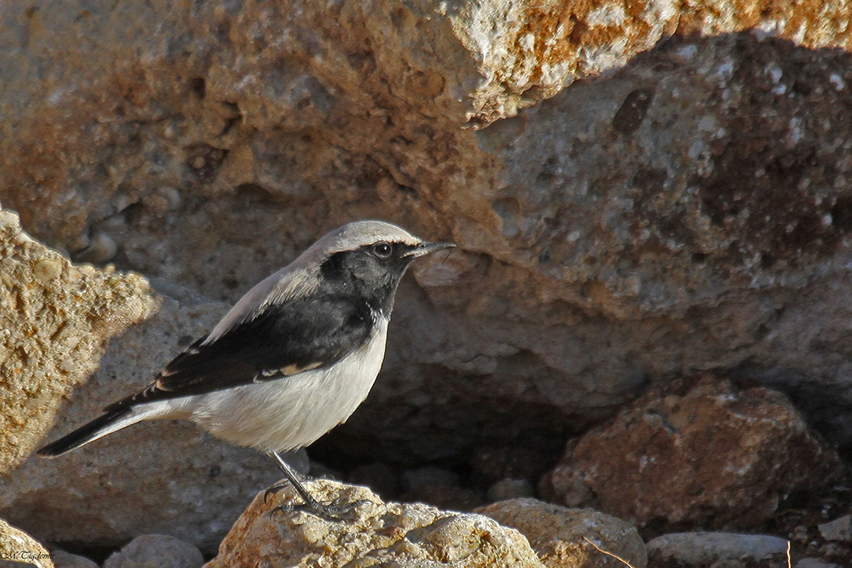 Finsch`s Wheatear