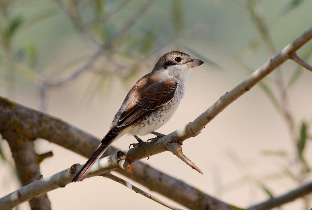 Red-backed Shrike