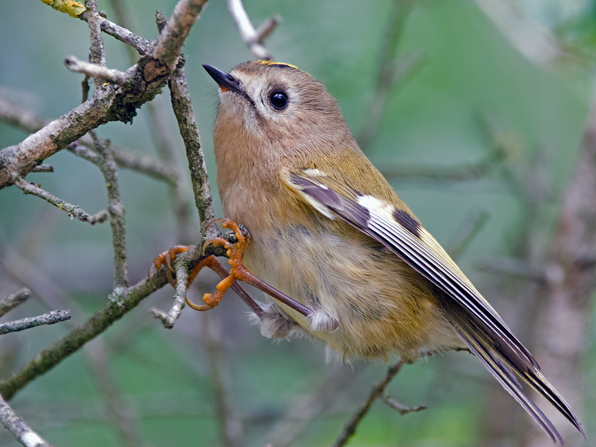 Goldcrest