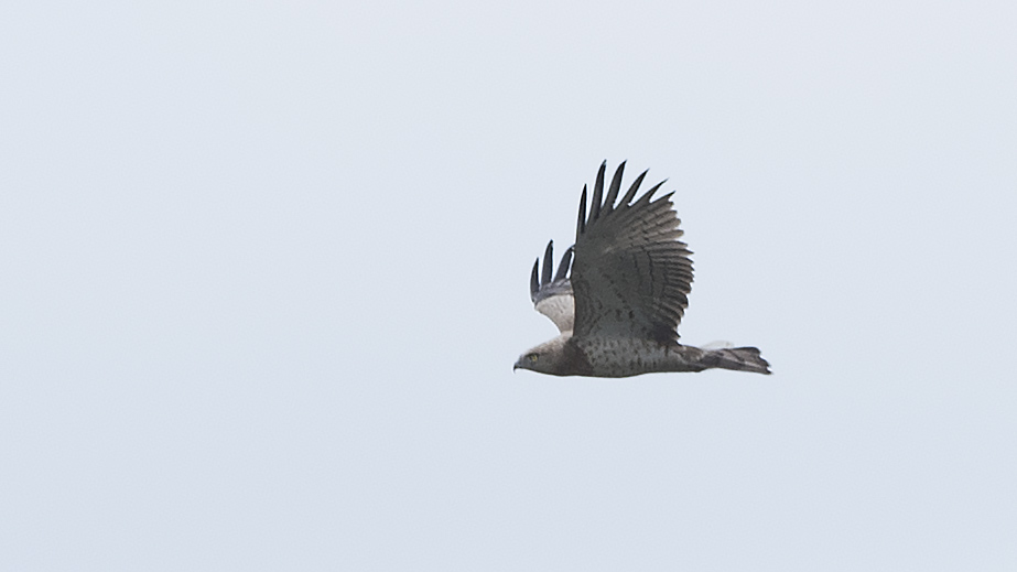 Short-toed Snake Eagle