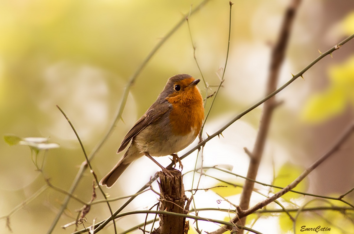 European Robin