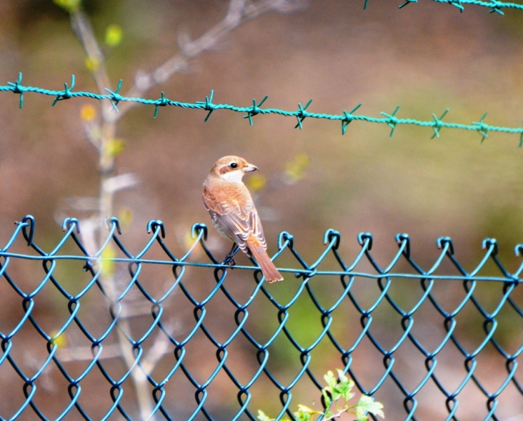 Red-backed Shrike