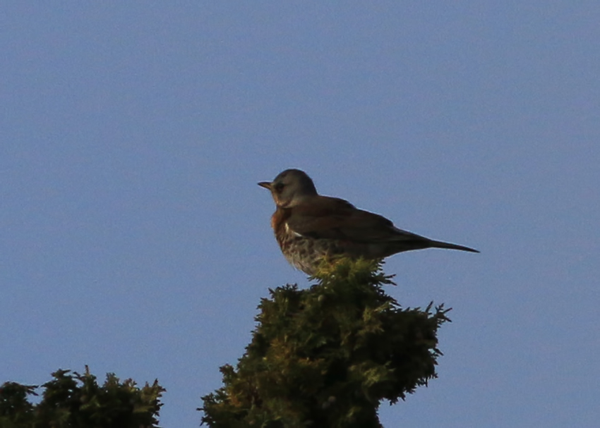 Fieldfare