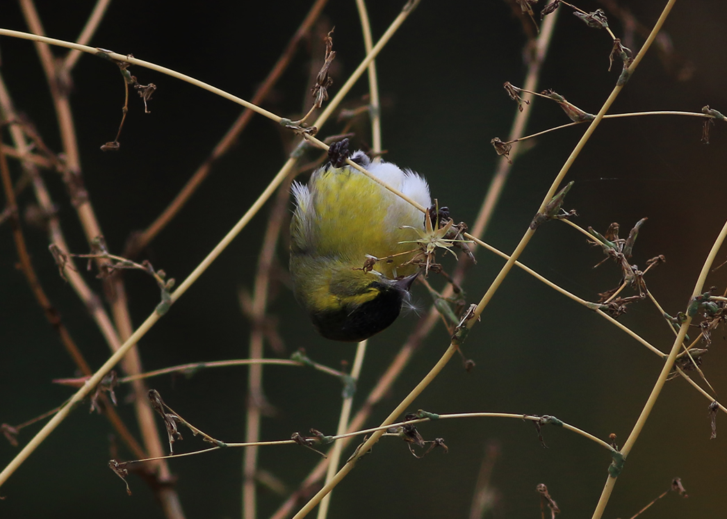 Eurasian Siskin