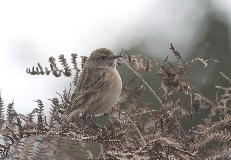 European Stonechat