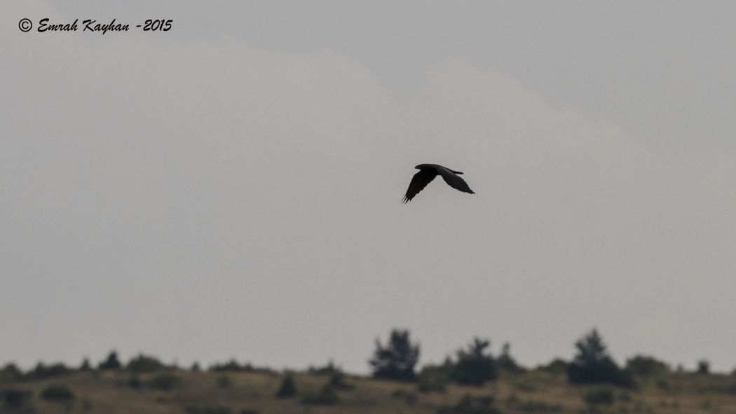 Northern Raven