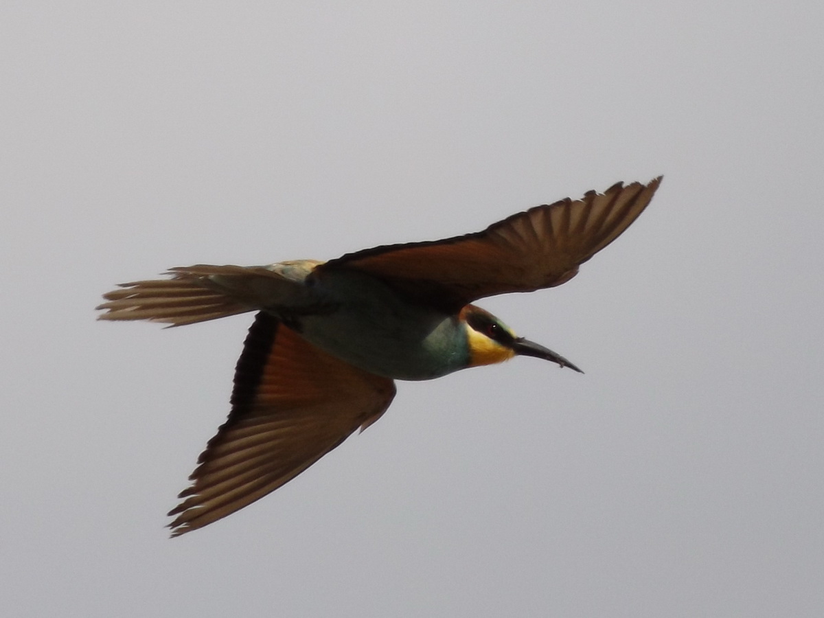 European Bee-eater