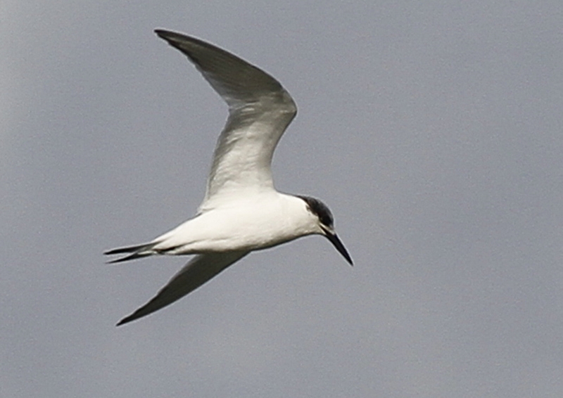 Sandwich Tern