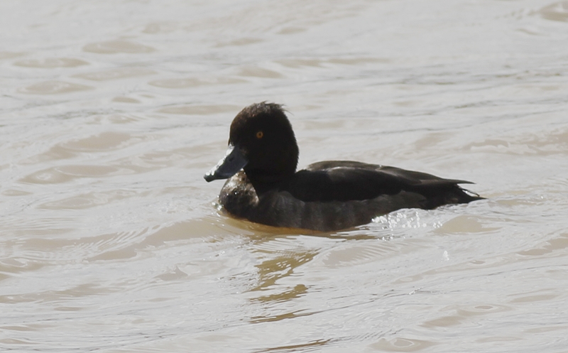 Tufted Duck