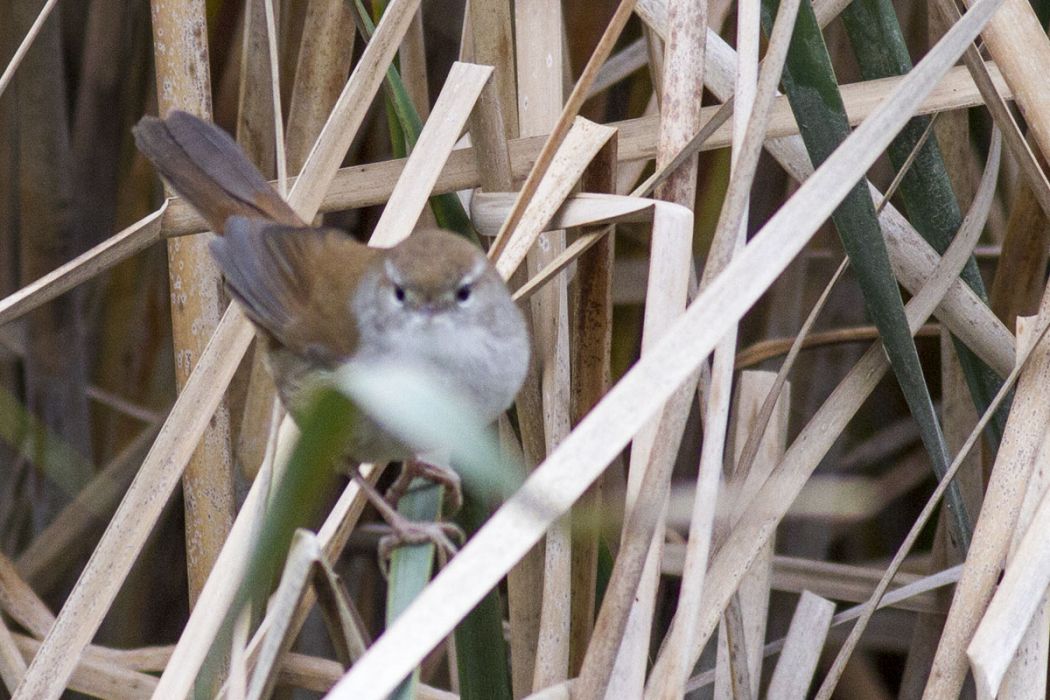 Cetti`s Warbler