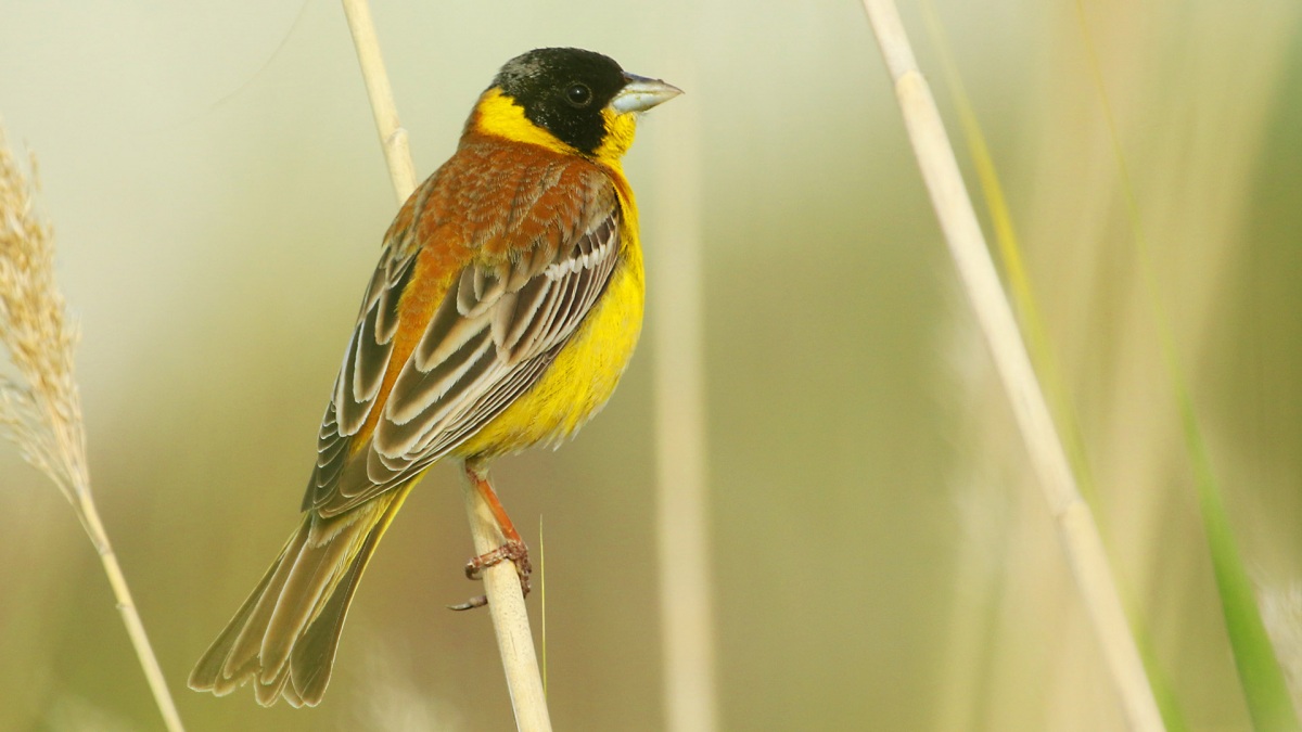 Black-headed Bunting