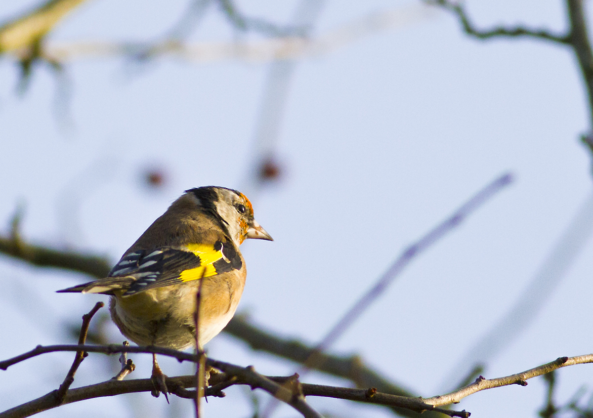European Goldfinch