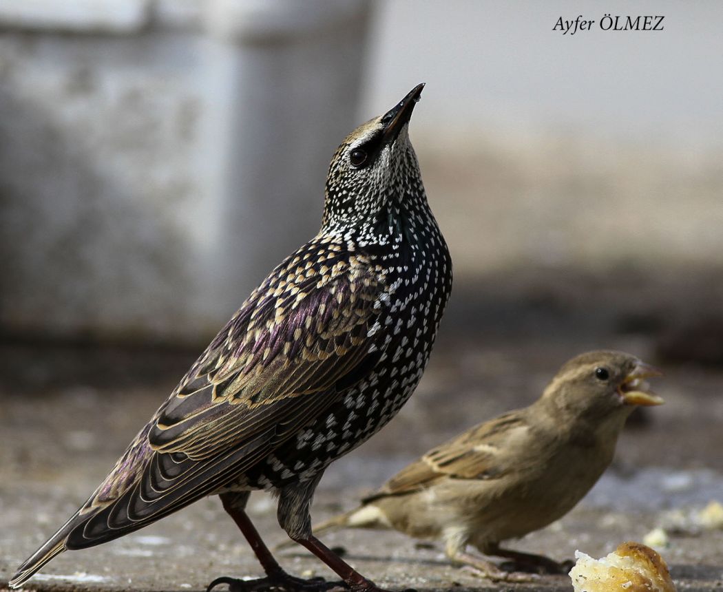 Common Starling