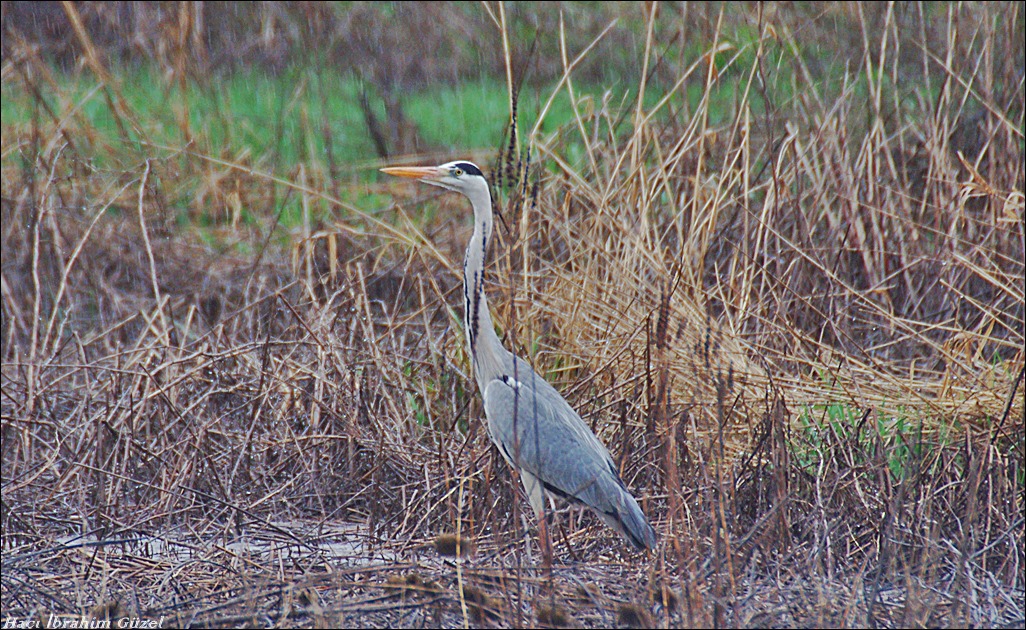 Grey Heron