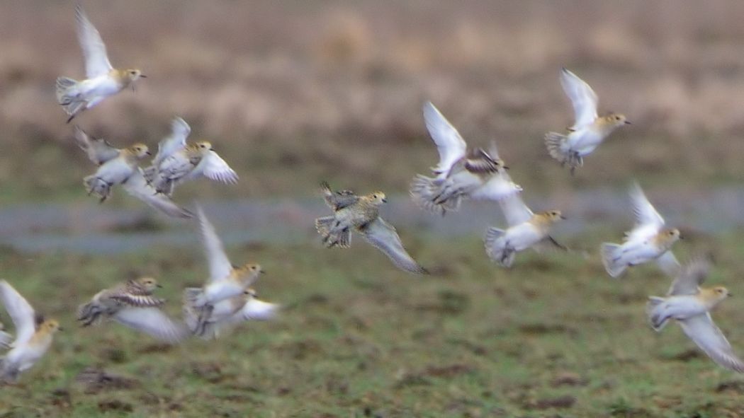 Pacific Golden Plover