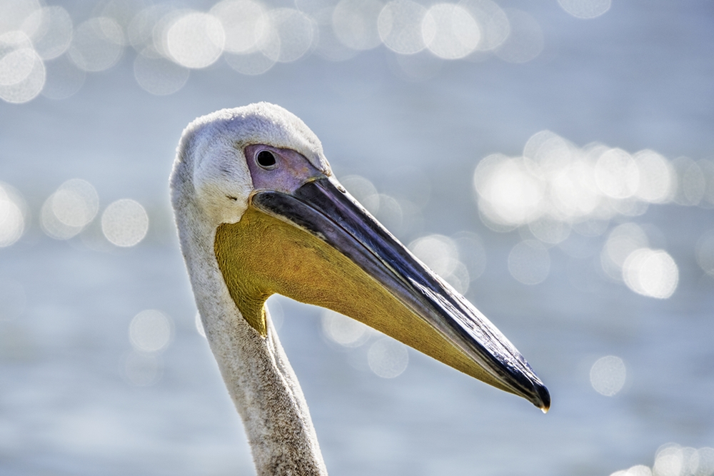 Great White Pelican