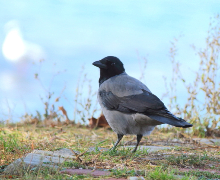Hooded Crow