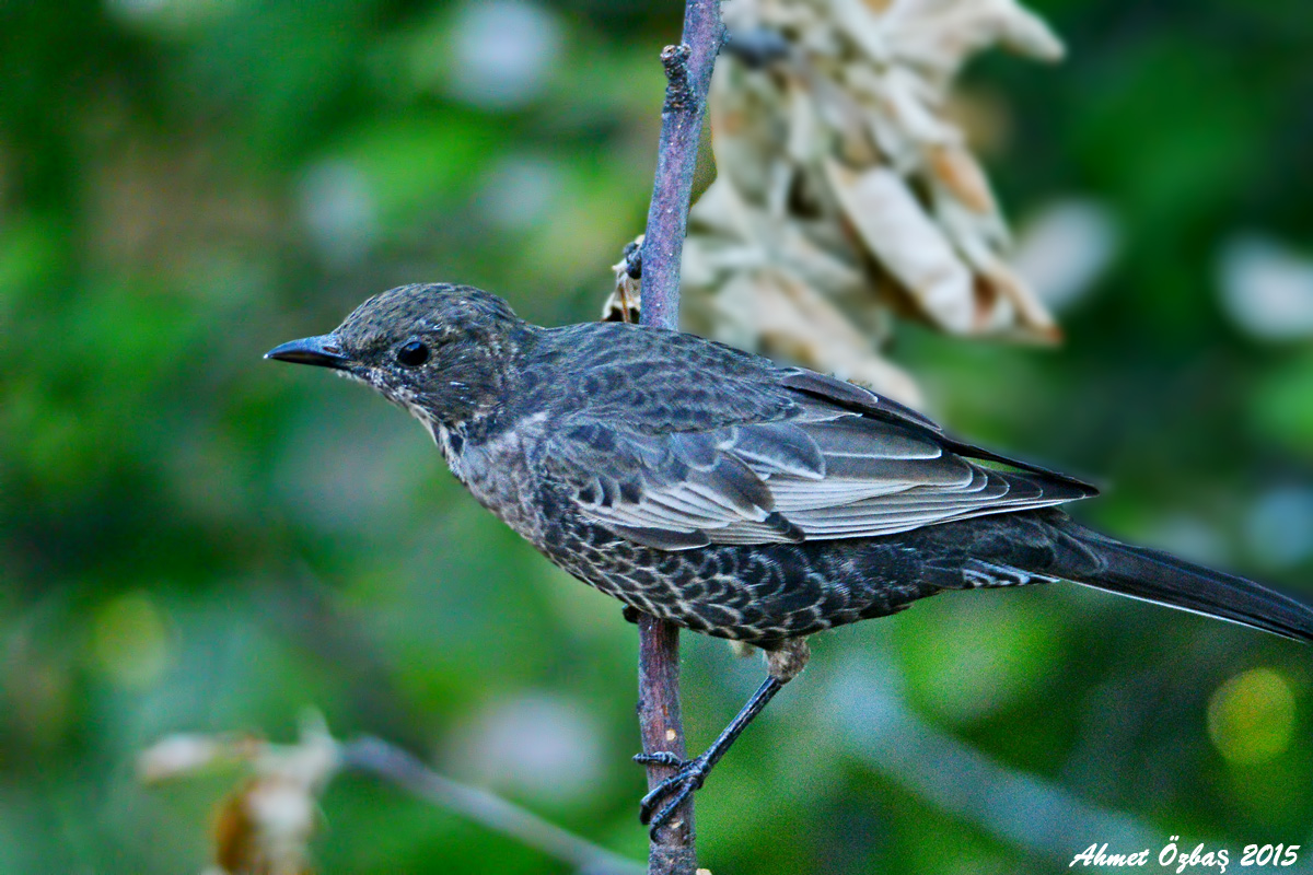 Ring Ouzel