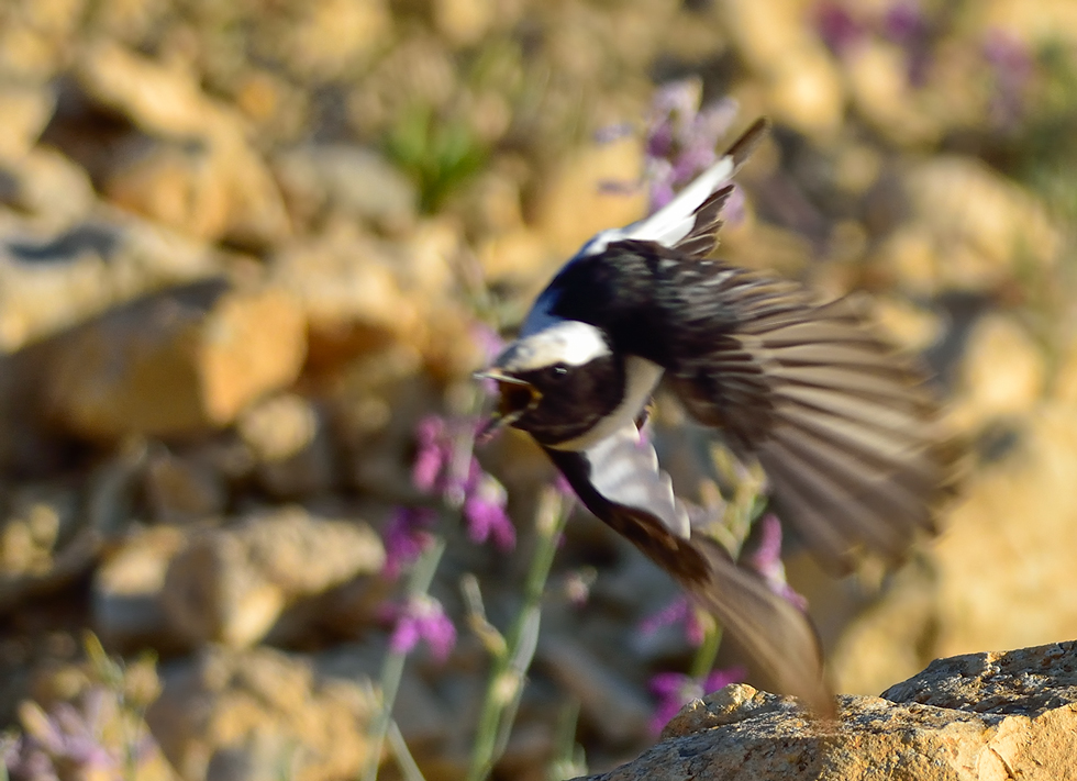 Finsch`s Wheatear