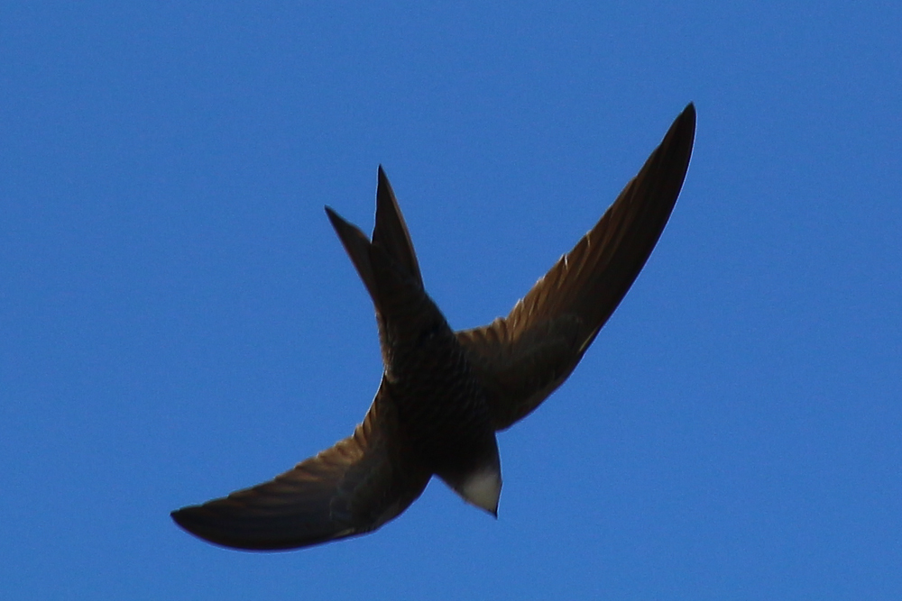 Pallid Swift