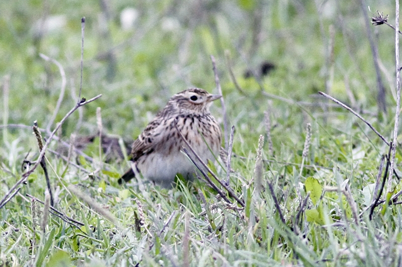 Eurasian Skylark