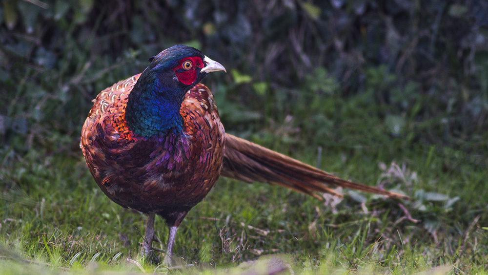 Common Pheasant