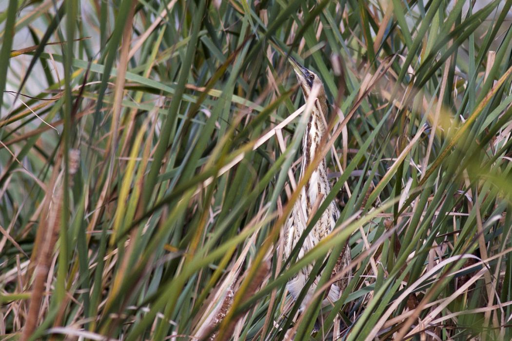 Eurasian Bittern