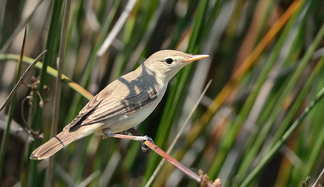Eastern Olivaceous Warbler