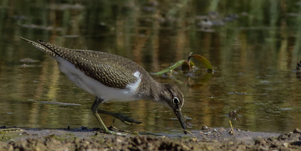 Common Sandpiper