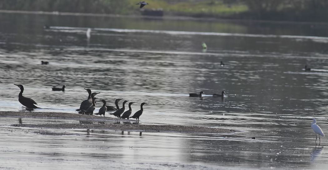 Pygmy Cormorant